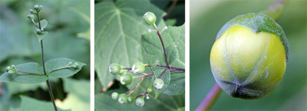 Yellow wax bells produces round flower bud (R) in clusters (C) on wiry stems (L).