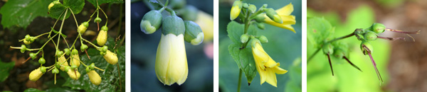 The round flower buds become elongated (L), eventually opening into a bell with pointed tips (RC). The flowers are followed by three-horned seed head (R).