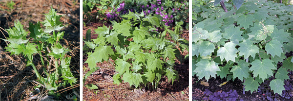 Yellow wax bells emerging in spring (L), in early summer (C) and in late summer (R).