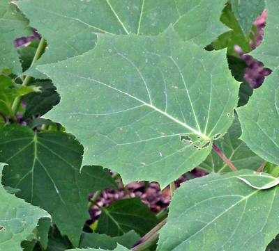 The maple-like leaves can be up to 8 inches across.