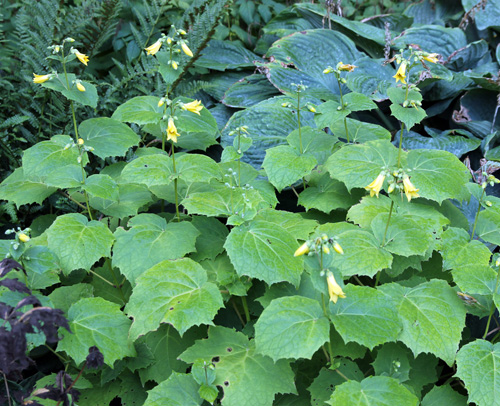 Yellow wax bells has large, palmate leaves.