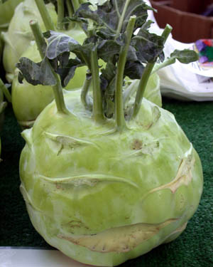 Kohlrabi Gigante produces large bulbs that are not woody. 