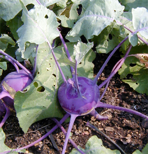 There are both white and purple-skinned kohlrabi cultivars.