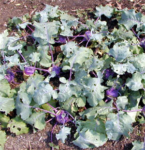 Grow kohlrabi in well-drained soil in full sun. 