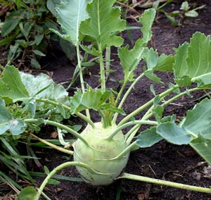 Space kohlrabi plants 2-5 inches apart, or farther for large varieties.