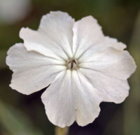 een witte L. coronaria bloem.