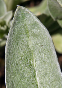 The leaves of rose campion are covered with fine hairs for a fuzzy appearance.