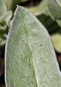 Rose Campion Lychnis Coronaria Wisconsin Horticulture