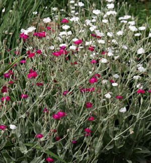 Purpurové a bíle kvetoucí růže campion, Lychnis coronaria.