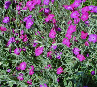 Rose campion adaugă un strop de culoare strălucitoare.