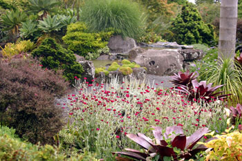 Rose campion combina-se bem com muitas outras plantas.