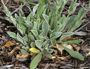 The silver foliage in early spring.