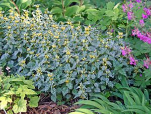 The clump-forming Hermanns Pride combines well with other shade-loving perennials.