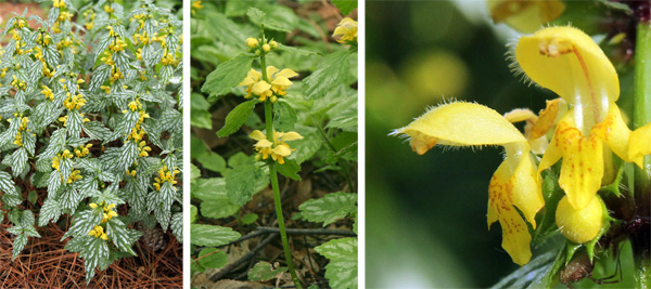 When in bloom (L), the flowers of yellow archangel are borne in verticillasters (C), and each tubular flower has a prominent upper petal or hood and lower lip characteristic of the mint family (R).