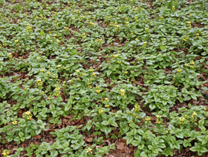 Trailing cultivars of yellow archangel, such as Variegatum in this picture, makes a dense groundcover that outcompetes most other plants.