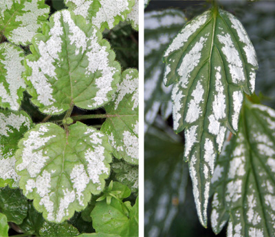 The leaves of cultivated varieties of yellow archangel are variegated with silver markings.