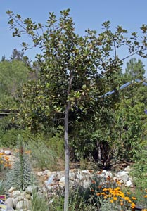 Laurus nobilis 'Saratoga', growing in Southern California.