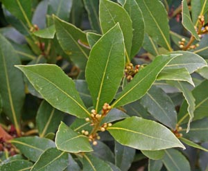Bay leaves and flower buds.