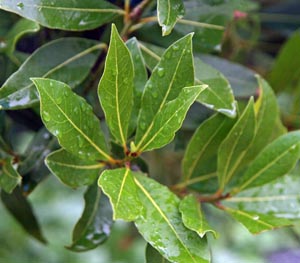 Fresh bay leaves on the tree.