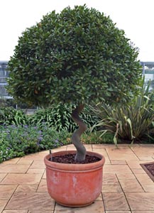 Container-grown bay tree, Kew Gardens, London, England.