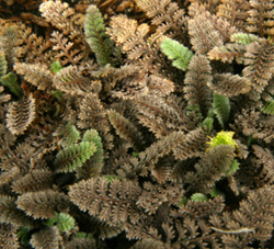 Leptinella perpusilla