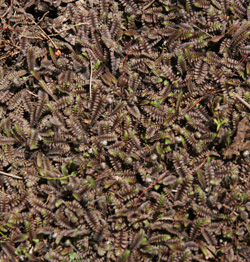 Brass Buttons, Leptinella squalida – Wisconsin Horticulture