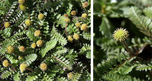 The tiny gold flowers give this plant its common name of brass buttons.