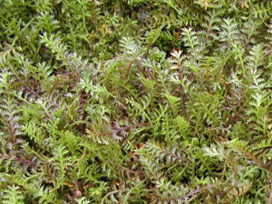 Brass buttons is an unusual groundcover.