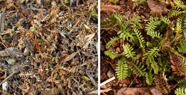 Brass Buttons Leptinella Squalida Wisconsin Horticulture