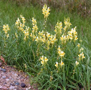 Yellow toadflax, Linaria vulgaris, in flower.