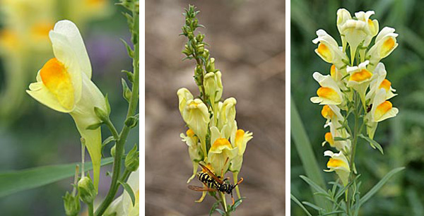 The cream to yellow flowers of yellow toadflax have a long straight spur (L) and are produced in terminal clusters (R). The flowers are attractive to insects (C).