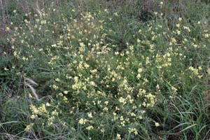 An infestation of yellow toadflax along a road.