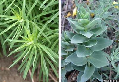 Yellow toadflax (L) has long and narrow leaves, while Dalmatian toadflax leaves (R) are broad and heart-shaped. Right photo by Linda Wilson, University of Idaho, Bugwood.org
