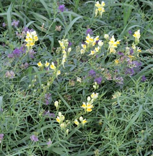 Yellow toadflax and clover blooming amid a grassy roadside.