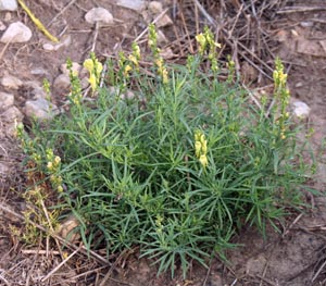 A yellow toadflax plant just before flowering.