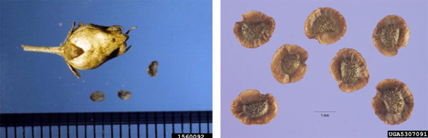 Fruit and seeds of yellow toadflax (L, photo by Ken Chamberlain, The Ohio State University, Bugwood.org) and close-up of seeds (R, photo by Steve Hurst, USDA NRCS PLANTS Database, Bugwood.org). 