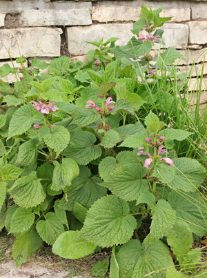 Unlike its ground cover relatives, Lamium orvala grows upright with large leaves.