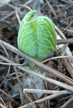 A shoot early in spring just poking through the ground.