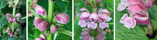 The pink, bilabiate flowers (RC and R) emerge from hairy buds (LC) in whorls the upper leaf axils (L).