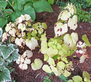 A stressed plant in late summer.