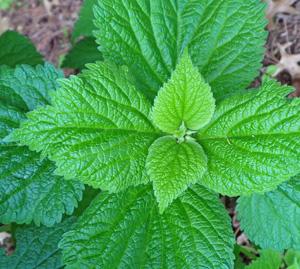 The heart-shaped leaves are finely toothed and have a quilted appearance.