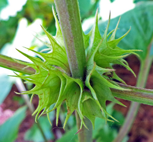 After the flowers fall, the spiky bracts remain in a whorl around the stems.