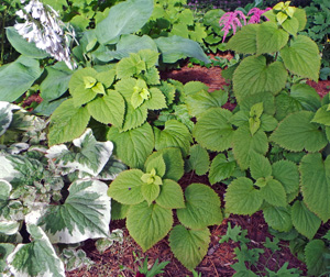 Lamium orvala combines well with other shade perennials.
