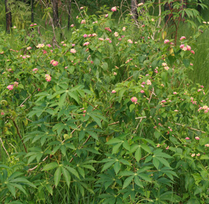 Common lantana growing as a weed in a manioc field in Fiji.