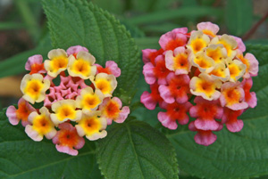 Wild Lantana camara in bloom.