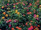 Lantana is a good choice for hot, dry areas. 