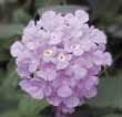 Lantana montevidensis (trailing lantana) produces purple flowers.