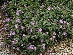 Trailing lantana spreads more than common lantana. 