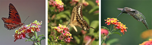 Lantana is attractive to butterflies and hummingbirds.