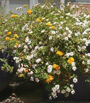 Yellow and white cultivars growing together in an ormanental bed.